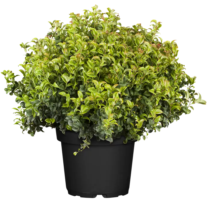Traubenheide 'Curly Red'®