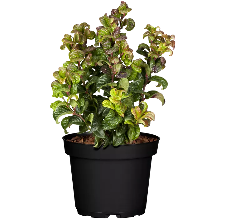 Traubenheide 'Curly Red'®