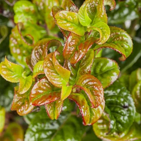 Leucothoe Curly Red