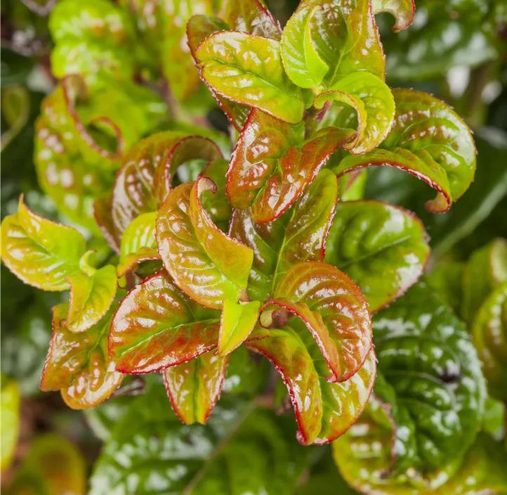 Traubenheide 'Curly Red'®