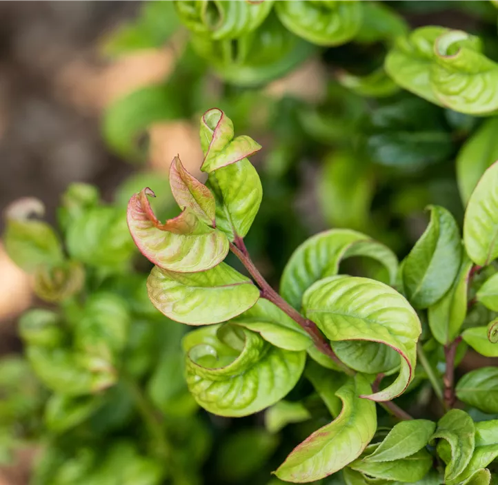 Traubenheide 'Curly Red'®