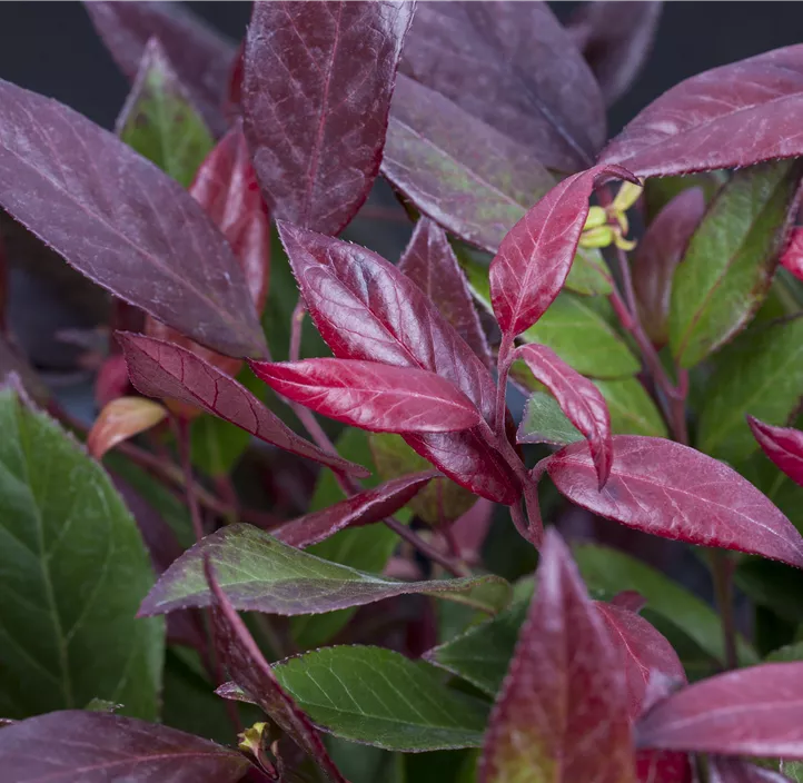 Traubenheide 'Little Flames'