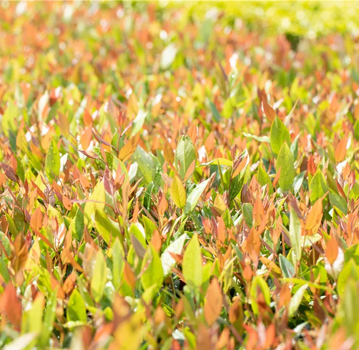 Traubenheide 'Little Flames'