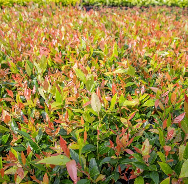 Traubenheide 'Little Flames'