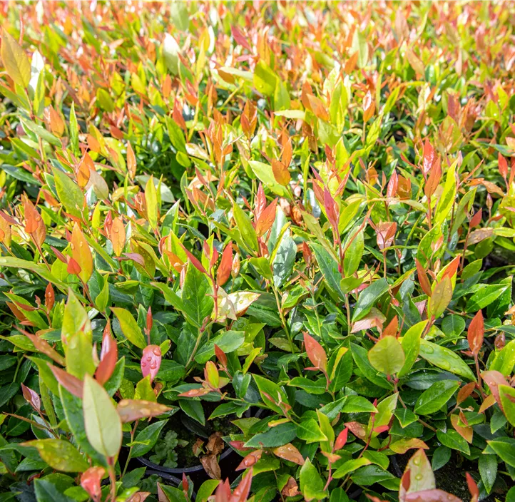 Traubenheide 'Little Flames'