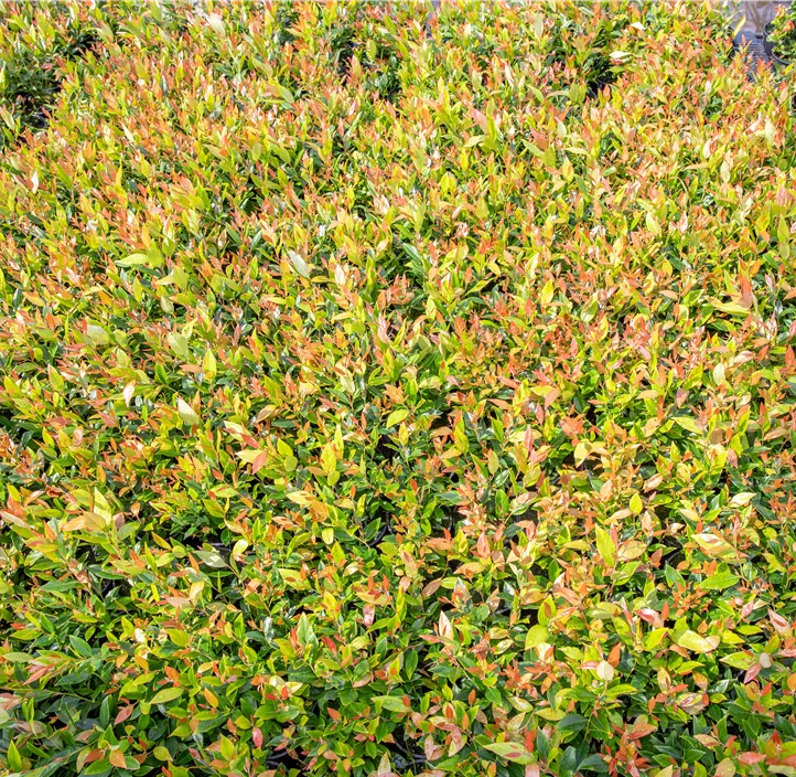 Traubenheide 'Little Flames'