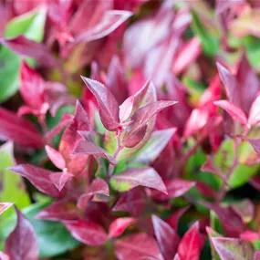 Leucothoe Little Flames