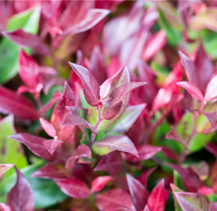 Traubenheide 'Little Flames'