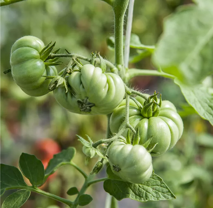 Tomate 'Costoluto Genovese'