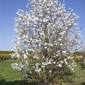 Magnolia kewensis Wada's Memory (Lieferartikel)