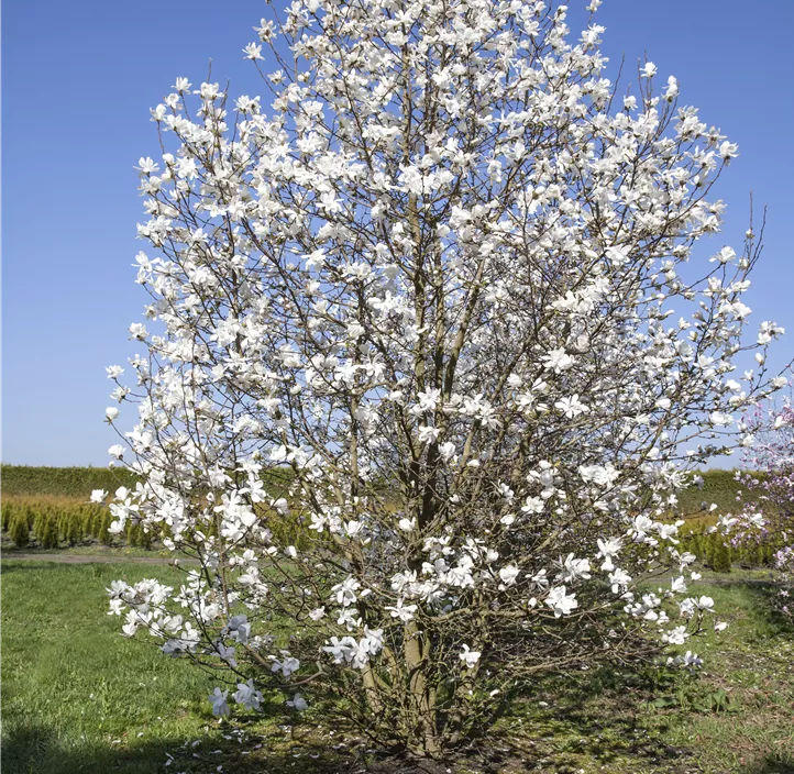 Duft-Tulpenmagnolie 'Wada´s Memory'