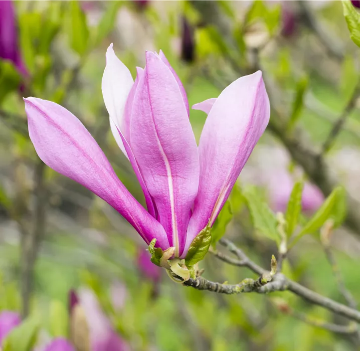 Purpurmagnolie 'Rickii'