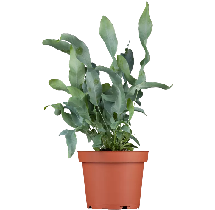 Blauer Tüpfelfarn 'Blue Star'