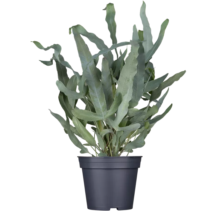 Blauer Tüpfelfarn 'Blue Star'