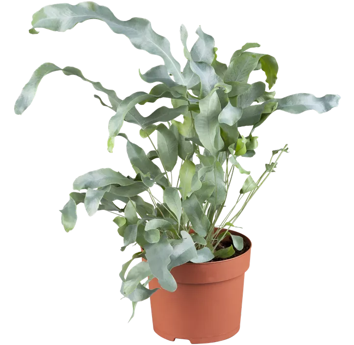 Blauer Tüpfelfarn 'Blue Star'