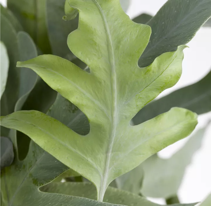 Blauer Tüpfelfarn 'Blue Star'