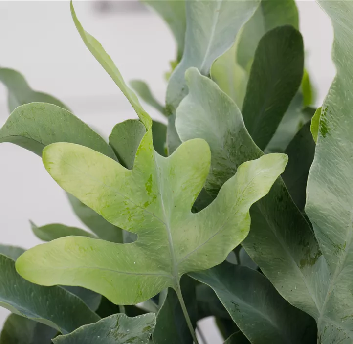 Blauer Tüpfelfarn 'Blue Star'