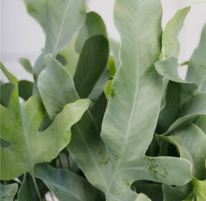 Blauer Tüpfelfarn 'Blue Star'