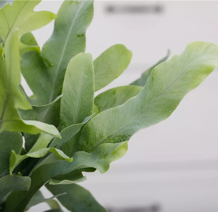 Blauer Tüpfelfarn 'Blue Star'