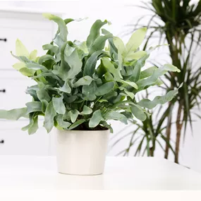 Phlebodium Blue Star