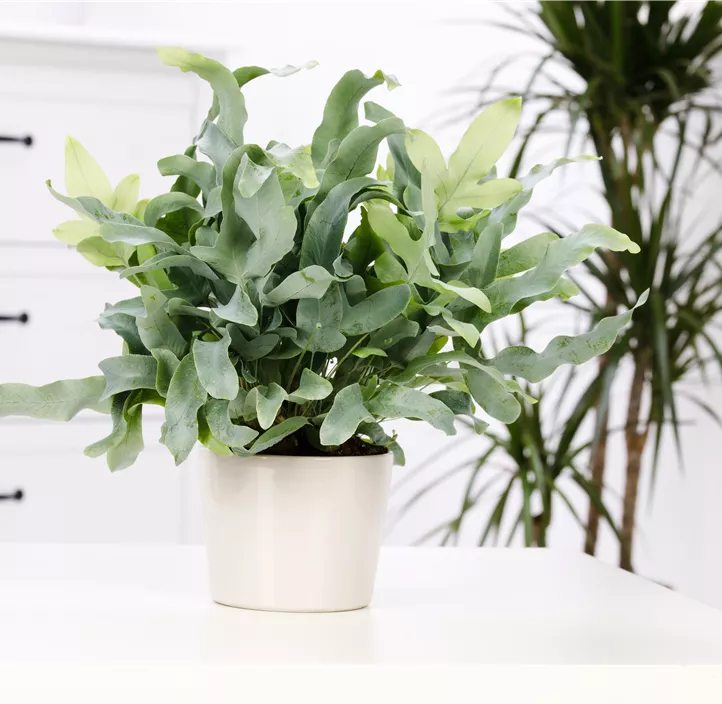 Blauer Tüpfelfarn 'Blue Star'