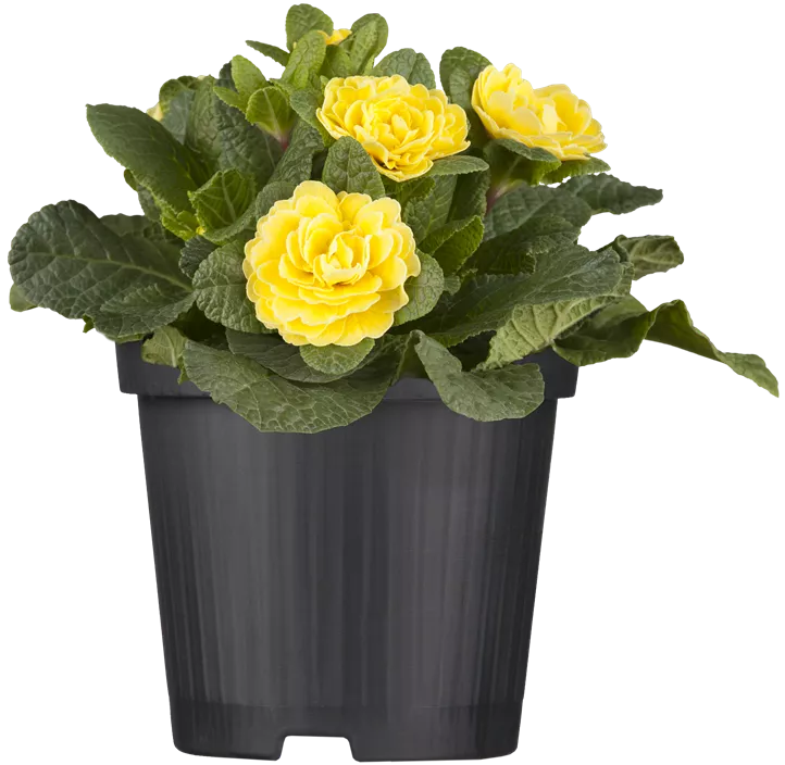 Kissen-Primel BELARINA