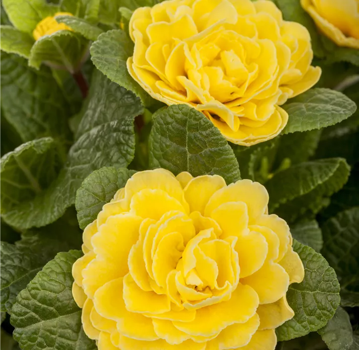 Kissen-Primel BELARINA