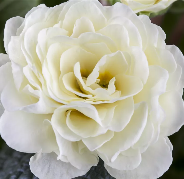 Kissen-Primel BELARINA