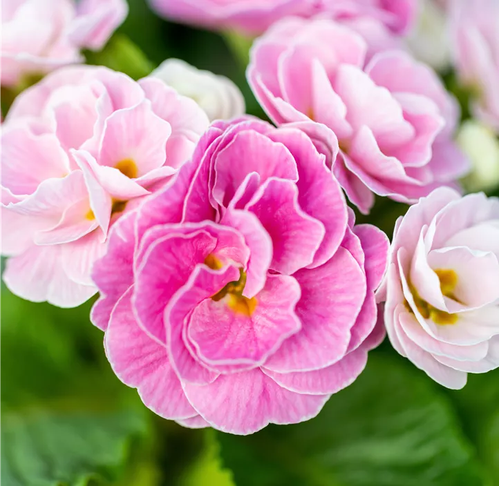 Kissen-Primel BELARINA