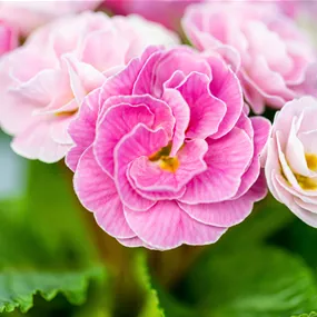 Primula acaulis Belarina