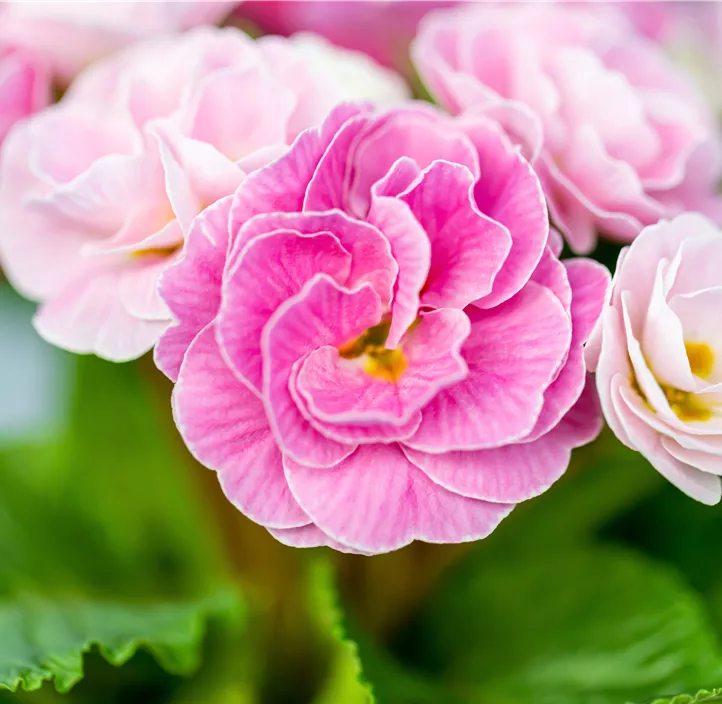 Kissen-Primel BELARINA