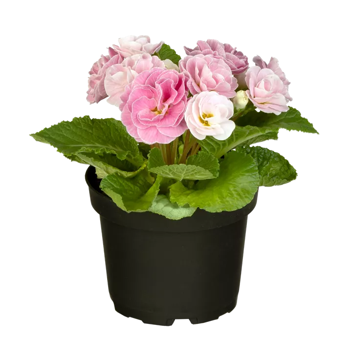 Kissen-Primel BELARINA