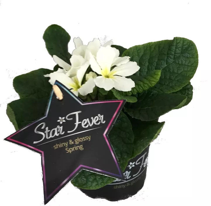 Primel 'Star Fever'