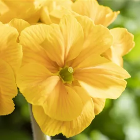 Primula elatior Gessi