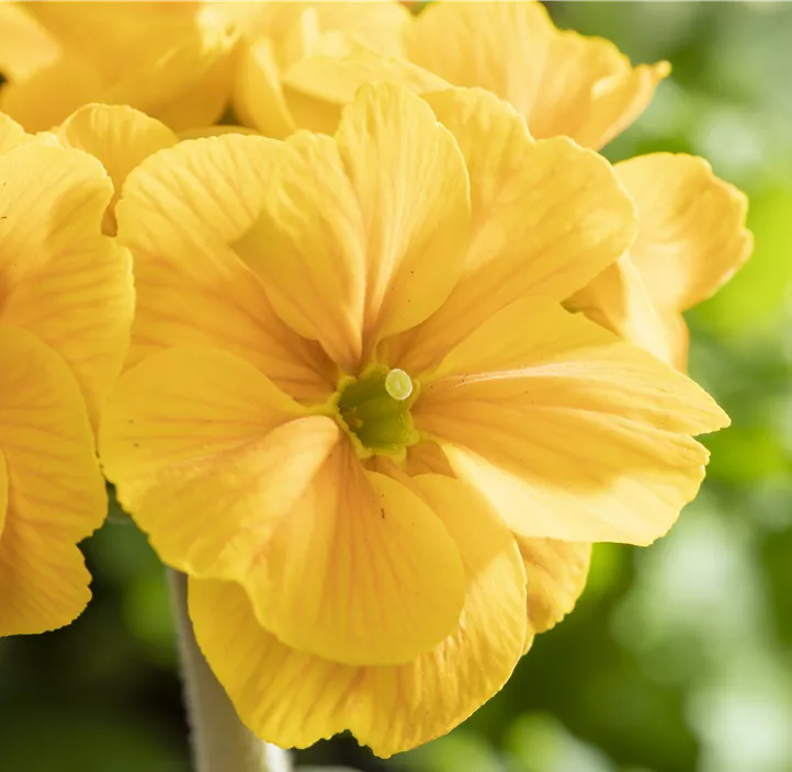 Hohe Schlüsselblume 'Gessi'