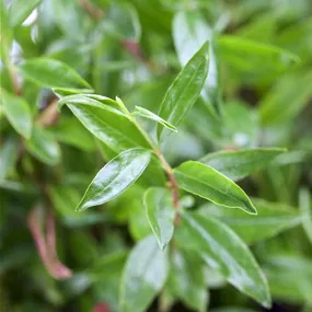 Punica granatum nana Busch