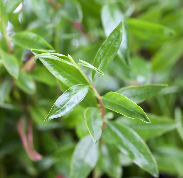 Zwerg-Granatapfel 'Nana'