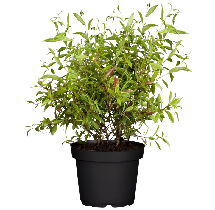 Zwerg-Granatapfel 'Nana'