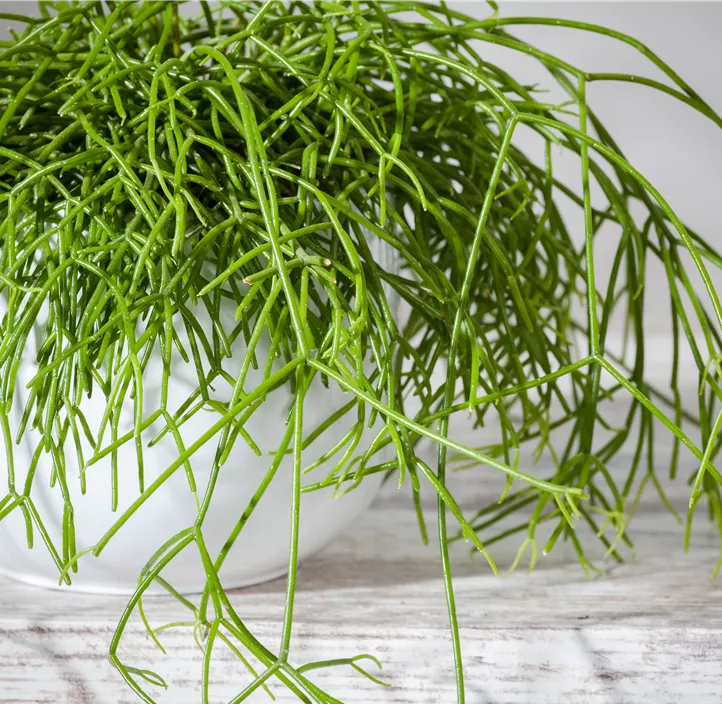 Binsenkaktus 'Oasis'