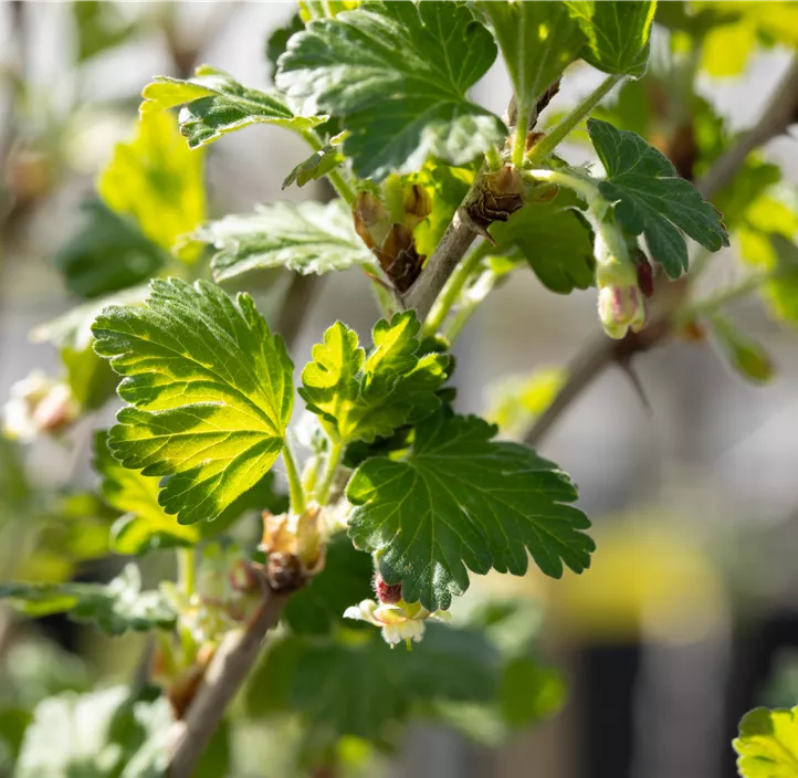 Stachelbeere 'Hinnonmäki Red