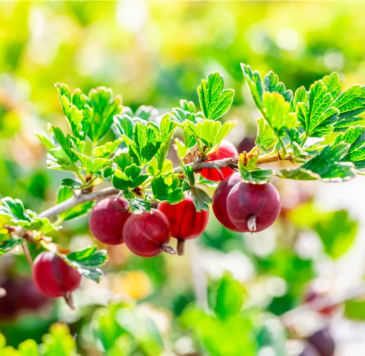 Stachelbeere 'Hinnonmäki Red