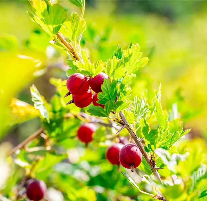 Stachelbeere 'Hinnonmäki Red