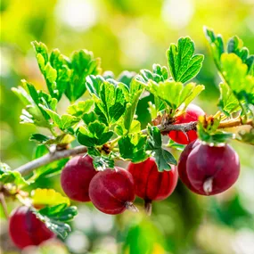 Ribes uva-crispa Hinnonmäki Red