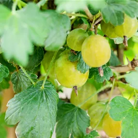 Ribes uva-crispa Stämmchen gelb