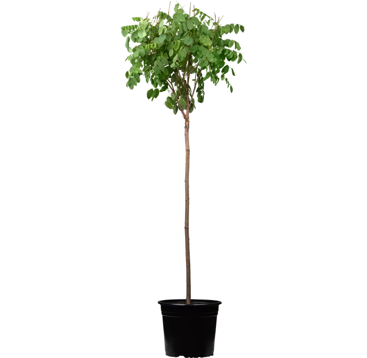 Kugelakazie 'Umbraculifera'