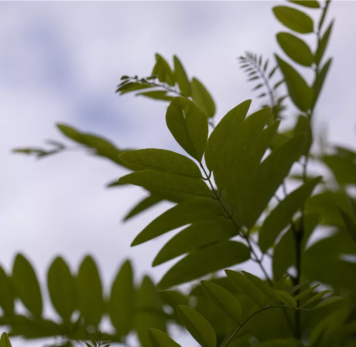 Kugelakazie 'Umbraculifera'