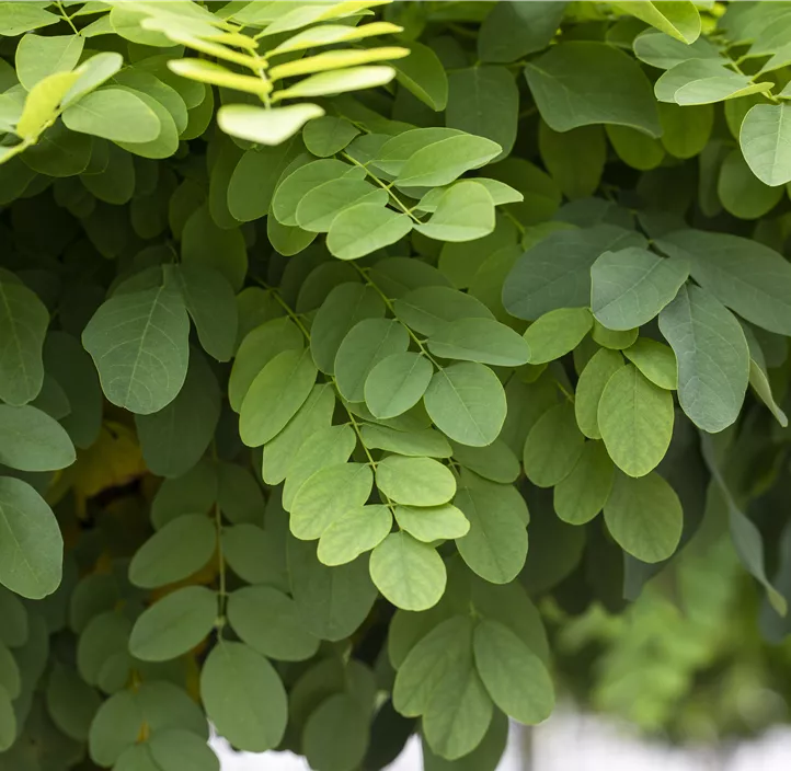 Kugelakazie 'Umbraculifera'