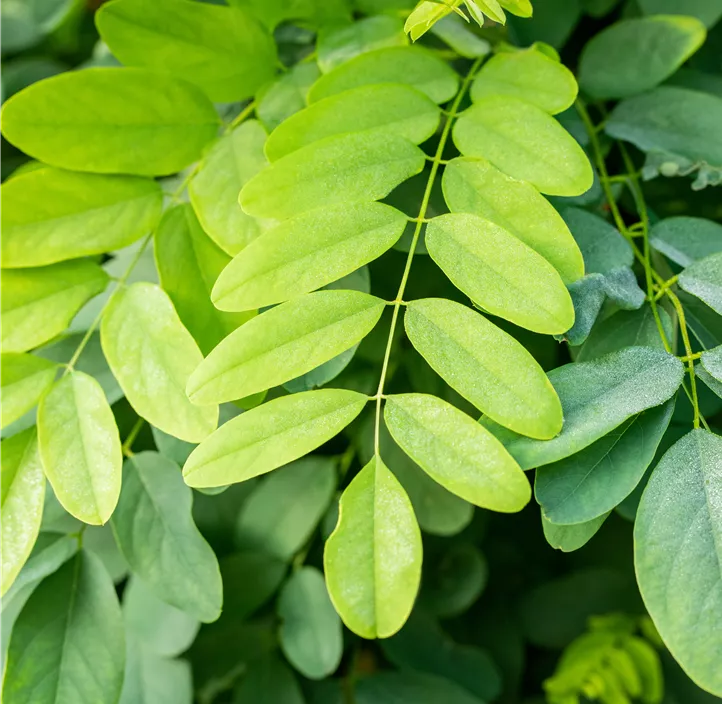 Kugelakazie 'Umbraculifera'