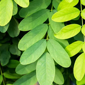 Robinia pseudoacacia Umbraculifera Halbstamm