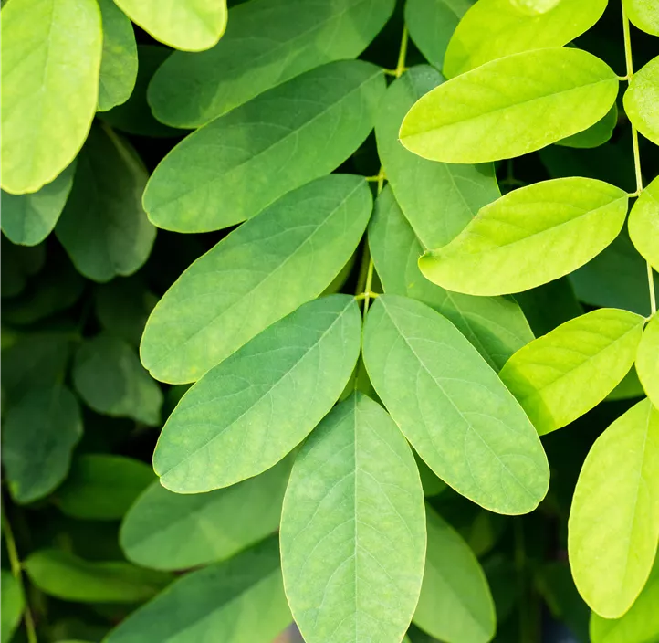 Kugelakazie 'Umbraculifera'